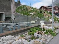 Schwägalp -Ziegen vor dem Hotel
