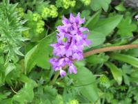 Schwägalp -Wanderung - Knabenkraut -wilde Orchidee