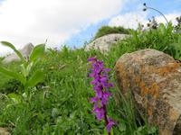 Schwägalp -Wanderung - Knabenkraut -wilde Orchidee