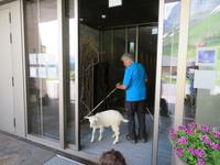 Schwägalp - die Ziege will unbedingt ins Hotel