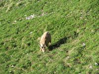 Morgenstimmung auf dem Pilatus - Steinbock hautnah