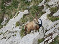 Morgenstimmung auf dem Pilatus - Steinbock hautnah
