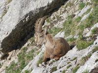 Morgenstimmung auf dem Pilatus - Steinbock hautnah