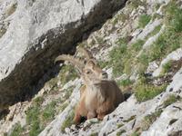 Morgenstimmung auf dem Pilatus - Steinbock hautnah