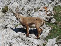 Morgenstimmung auf dem Pilatus - Steinbock hautnah
