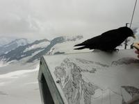 Auf dem Jungfraujoch