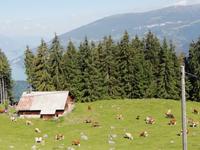 Fahrt auf Schynige Platte