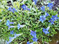 Alpengarten Schynige Platte