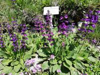 Alpengarten Schynige Platte