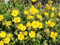 Alpengarten Schynige Platte