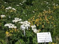Alpengarten Schynige Platte