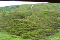 Die Alpenrosen blühen