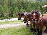Mit Pferdekutschen ins Val Roseg