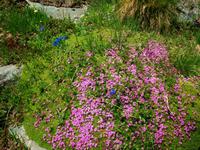 Alpenländische Flora