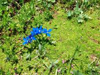 Alpenländische Flora