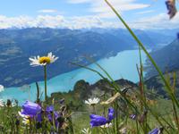 Auf dem Brienzer Rothorn - Blick zum Brienzersee