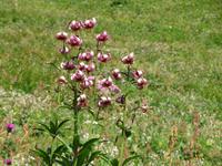Fahrt mit der Furka-Dampfbahn -Türkenbund am Furka-Pass