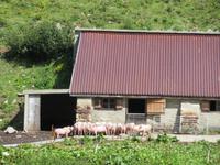 Fahrt mit der Furka-Dampfbahn -Schweine auf der Alm