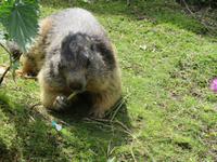 Grimselpass - Murmeltier