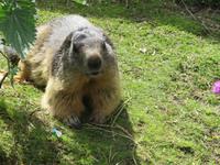 Grimselpass - Murmeltier