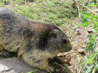Grimselpass - Murmeltier
