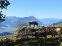 Fahrt mit dem Dampfzug auf die Rigi - eine Kuh als Bergsteiger