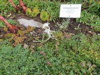 Auf der Schyniggen Platte - Alpengarten Edelweiß 