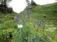 Auf der Schyniggen Platte - Alpengarten