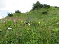 Auf der Schyniggen Platte - Alpengarten