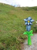 Auf der Schyniggen Platte - Flower Trail