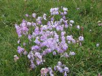 Auf der Schyniggen Platte - Flower Trail