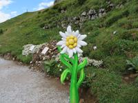 Auf der Schyniggen Platte - Flower Trail