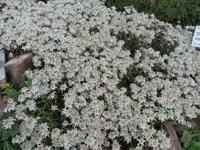 Auf der Schyniggen Platte - Flower Trail - Zucht-Edelweiß