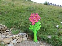 Auf der Schyniggen Platte - Flower Trail - 
