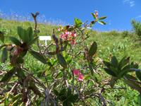 Auf der Schyniggen Platte - Alpenrose