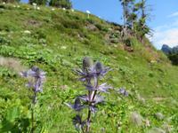 Auf der Schyniggen Platte  - Alpengarten