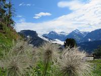 Auf der Schyniggen Platte  - Alpengarten