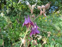 Auf der Schyniggen Platte - Bergakelai im Alpengarten
