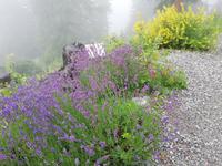 Im Alpengarten auf der Schatzalp