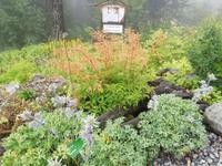 Im Alpengarten auf der Schatzalp