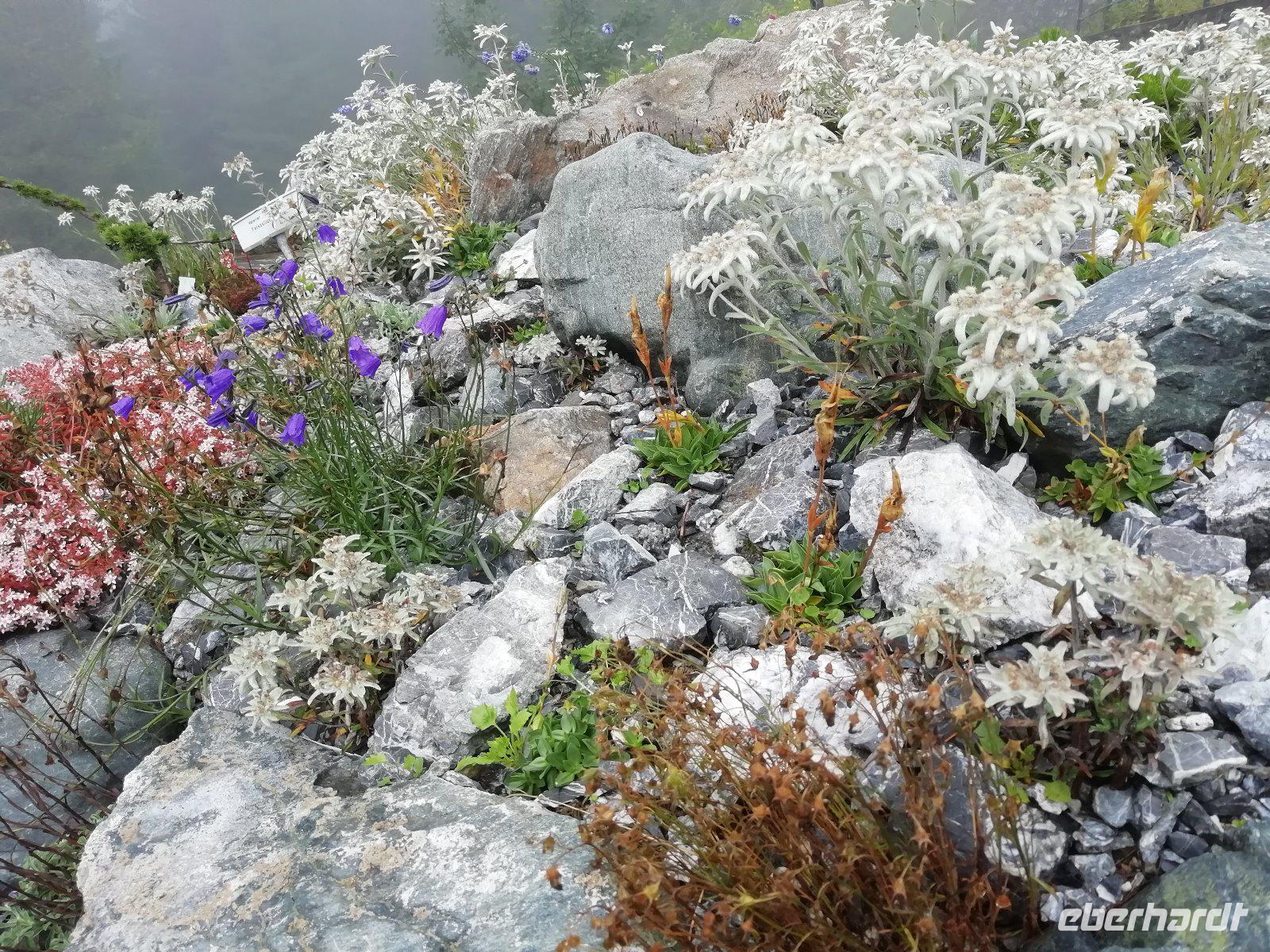 Im Alpengarten auf der Schatzalp