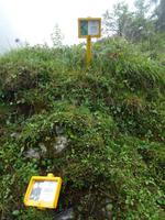 Engelberg, Trübsee, Blumenweg