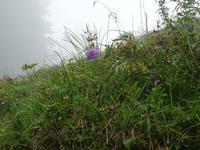 Engelberg, Trübsee, Blumenweg