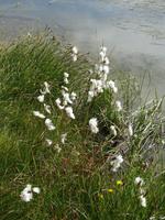 Zermatt, am Riffelsee