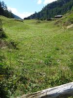 Zermatt, Bergwiese
