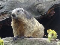 Grimselpass, Murmeltierpark