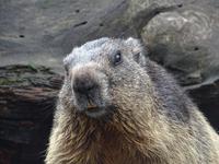 Grimselpass, Murmeltierpark