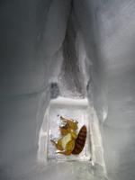 Jungfraujoch, Gletschergrotte