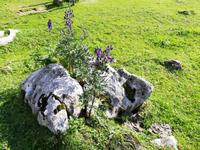 Schwägalp, Wanderung mit Alfred