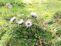 Schwägalp, Wanderung mit Alfred